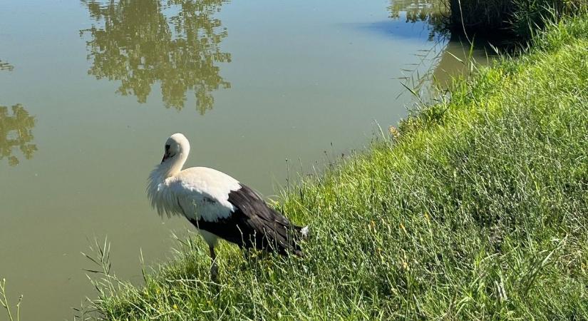 Súlyos áramütést szenvedett egy fehér gólya, egy hölgy a szárnyai alá vette őt