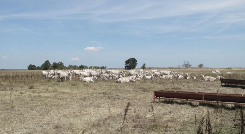Szürkemarhák és juhok legelik a vásárhelyi pusztát északtól délig
