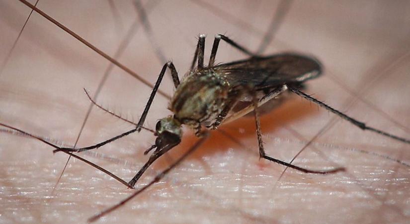 Somogyban is folytatódik a szúnyogok elleni védekezés