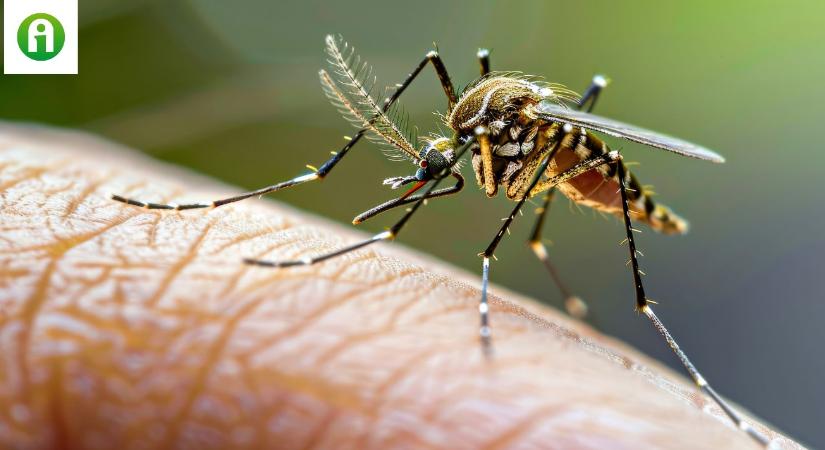 Hatalmas problémát okozhat a mostani szúnyoggyérítési gyakorlat