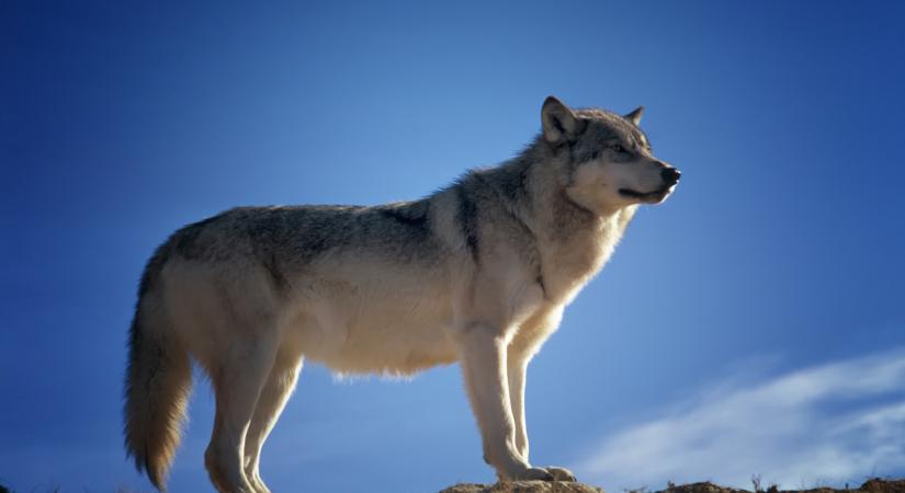 Magyarországon is egyre több farkasról hallani, most az EU bíróság kimondta, nem lesz vadászható