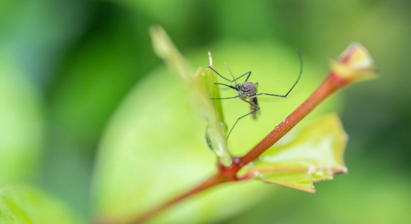 Folytatódik a véget nem érő harc a szúnyogok ellen: kiderült, hol fognak irtani a héten