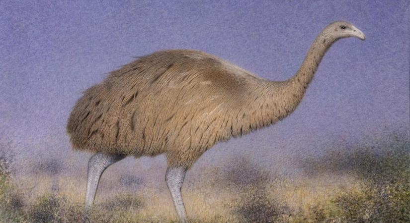 Az Új-Zélandról kipusztult óriás madarak utolsó példányai segíthetik a mai természetvédőket