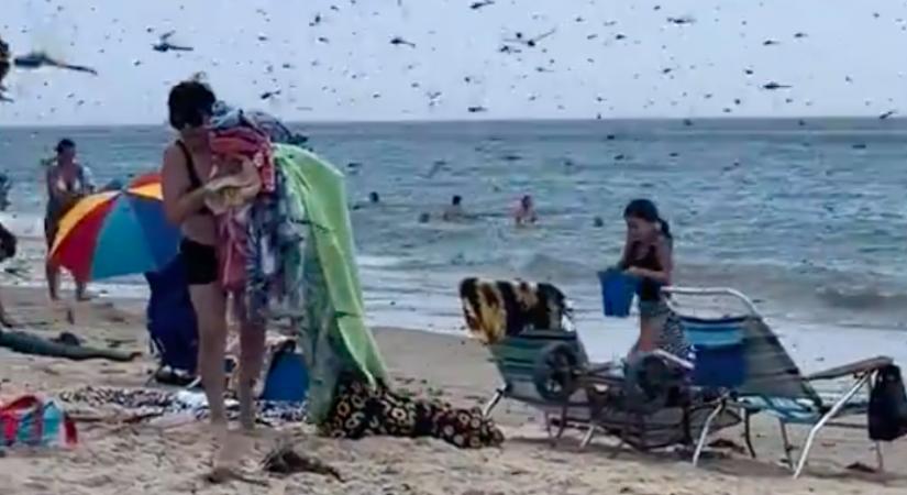 Fejvesztve menekültek az emberek: rovarinvázió a strandon - Videó