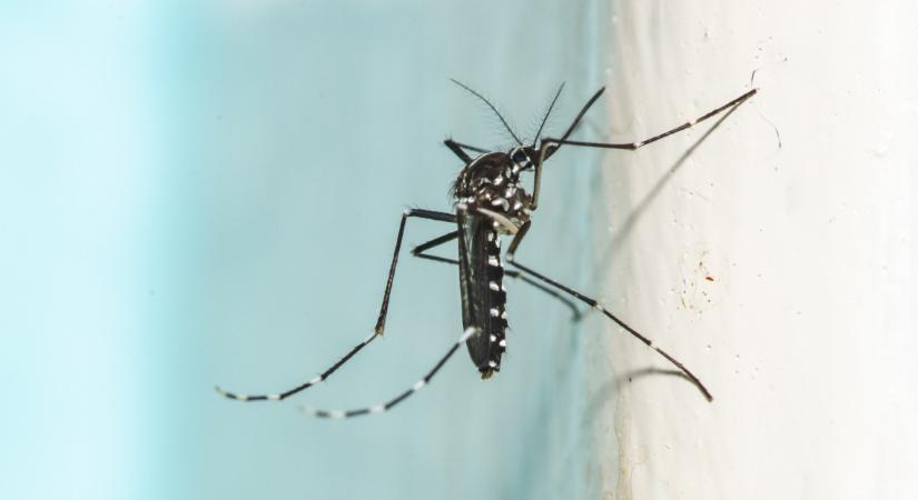 Óva int a Pécsi Tudományegyetem: mégse lenne szabad ennyire permetezni a szúnyogokat?