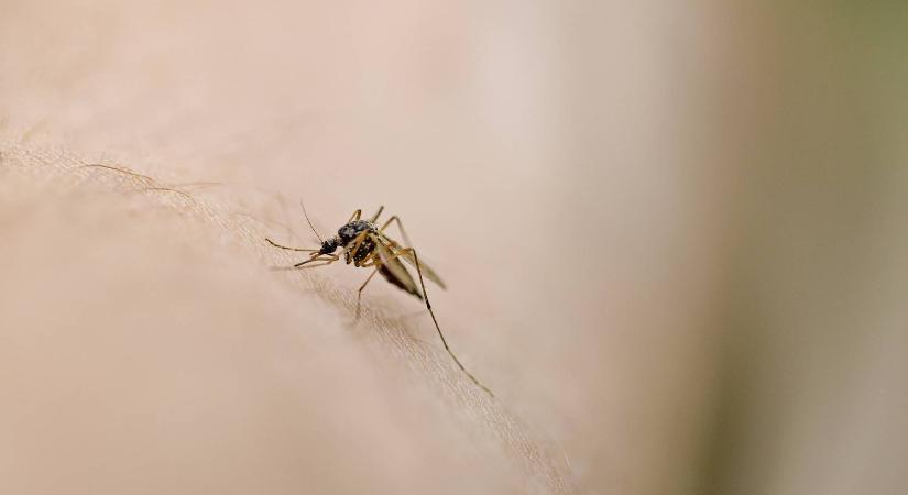 Rovarinvázió: aggasztó hír érkezett a szúnyogokról