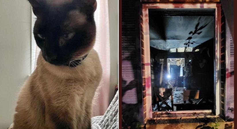 Az égő lakásból mentette ki családját egy macska, élete utolsó hőstetteként