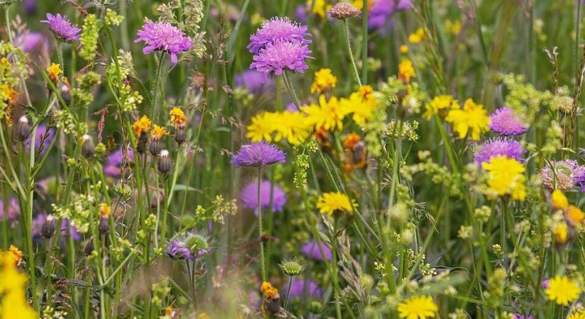 Allergiás kertészkedik – mi pontosan a pollen és mi a szerepe?