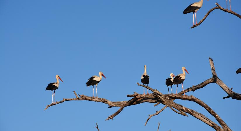 A Dél-Alföldön egyre nagyobb csapatokban mozognak a fehér gólyák