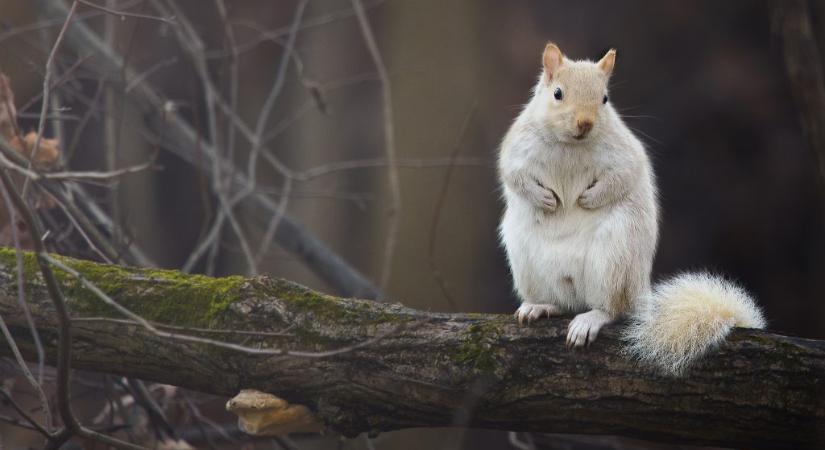 Százezerből egy olyan mókus születik, amit az Egyesült Királyságban levideóztak