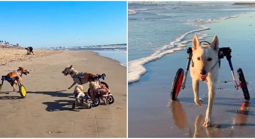 Ilyen boldogan szaladgálnak a mozgássérült kutyák a tengerparton