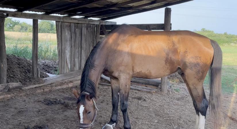 Új ló a tanyán