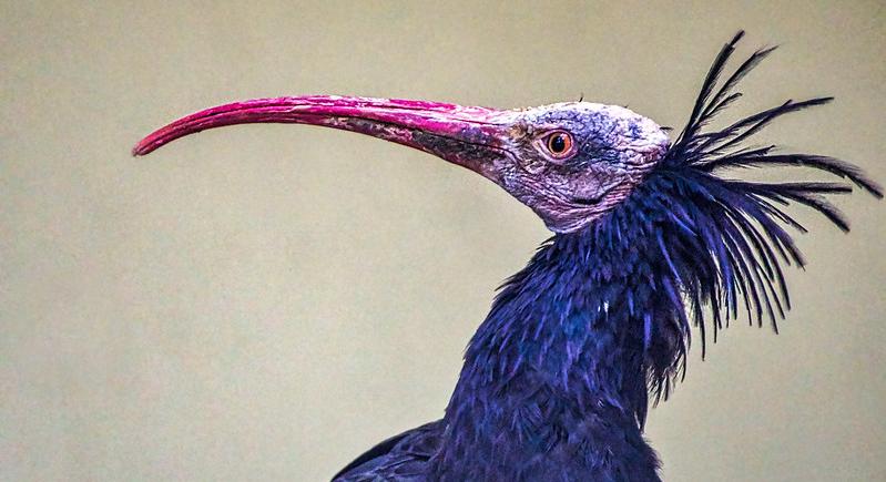 3D nyomtatott madarak segítik a tarvarjak visszatérését Bécsben