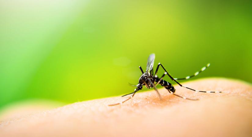 Nagy baj van a kémiai kezelésekkel, amiket hazánkban is alkalmaznak a szúnyogok ellen