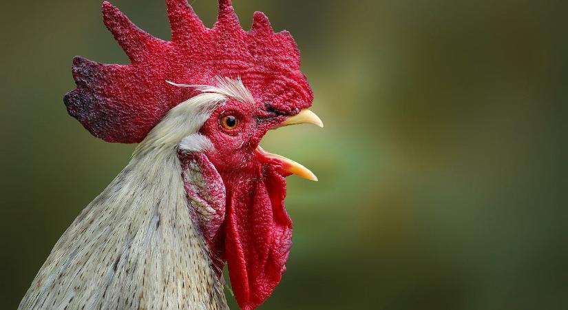 Az AVEC új tanulmánya: „European Chicken Commitment” hatásai és költségei az EU-ban