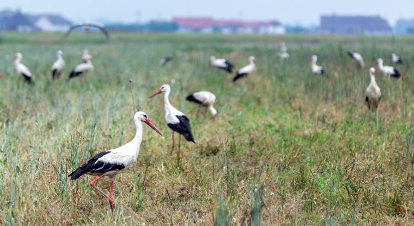 Egyre népesebb csapatokban mozognak a fehér gólyák a pusztában