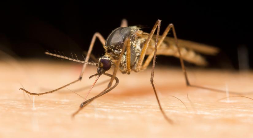 Itt a szúnyoginvázió: méreg helyett ezt a módszert ajánlják a szakértők
