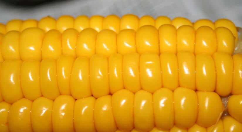 Hogyan kell helyesen főtt kukoricát készíteni?