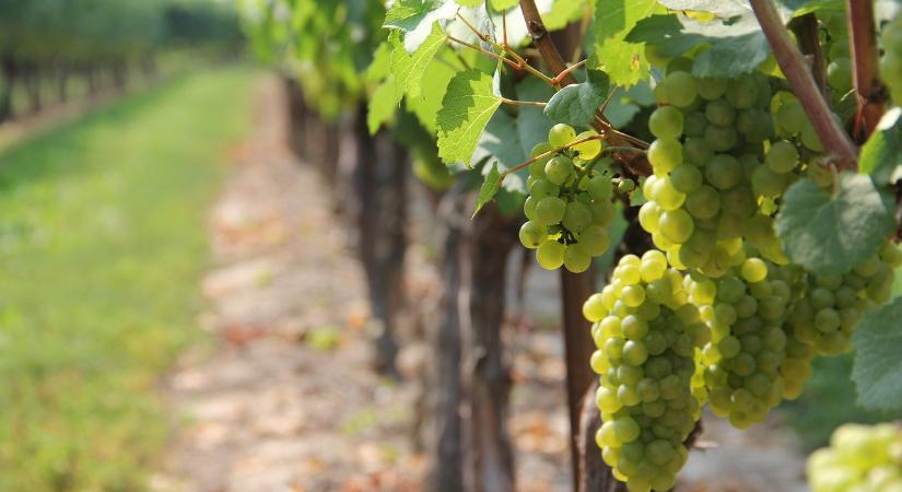 Az Európai Bizottság meghosszabbítja a szőlőtelepítési jogokat a borászok támogatására