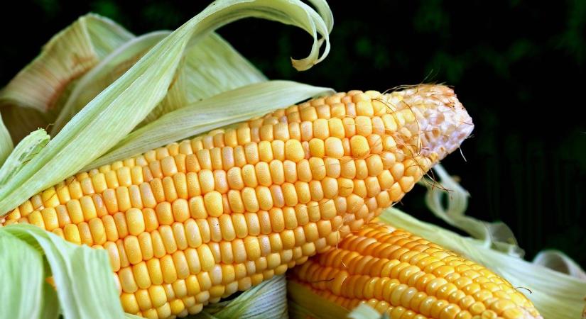 Az idei kukoricatermés alig elég a hazai igények kiszolgálására