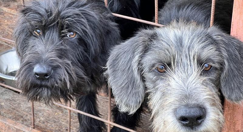 Kíméletlenül büntetik a felelőtlen kutyatulajdonosokat