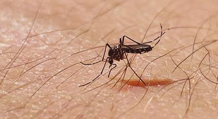 A szúnyogok ellen bevetett kémiai kezelések visszafogott használatát javasolják a Pécsi Tudományegyetem szakemberei