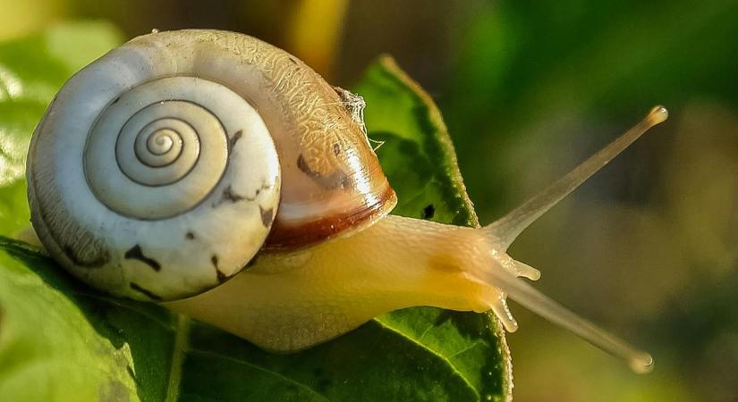 Kiderült, hogy az invazív csigák szeretik a vörös színt, de utálják a fokhagymát