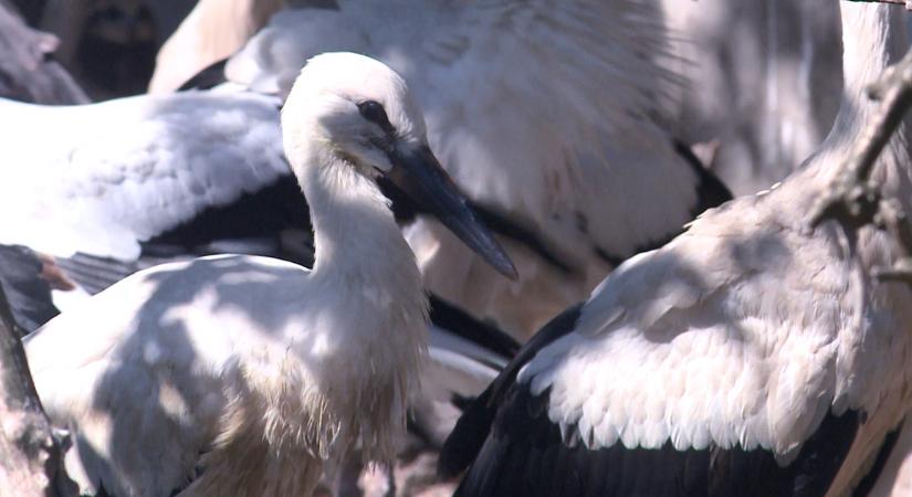 Hortobágyon a gyilkos oszlopok elkerülésére oktatják a gólyákat
