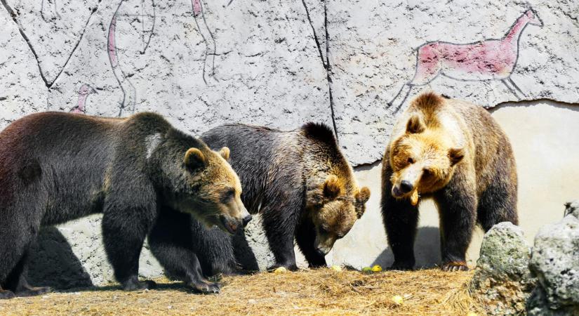 Lángossal és rántott hússal etették az állatokat a turisták a bajmóci állatkertben