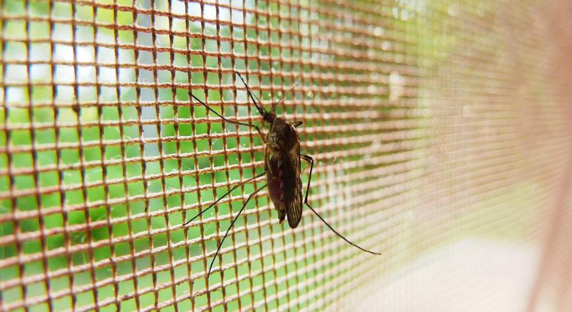 Szúnyoggyérítés: kiirthatatlan egyedek terjedése jelent kockázatot