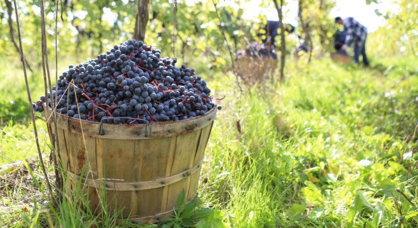 Figyelmeztetést kaptak a szőlőtermelők itthon: erre most fel kell készülniük