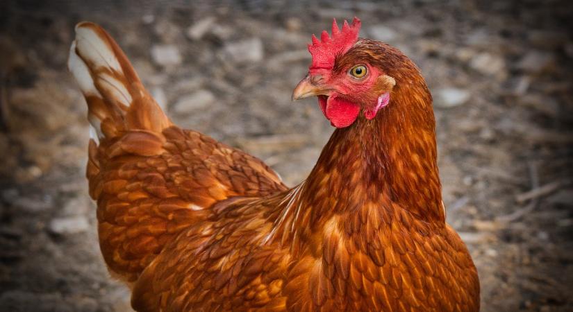 A csirkemellfilé feldolgozói ára 12%-kal csökkent egy év alatt