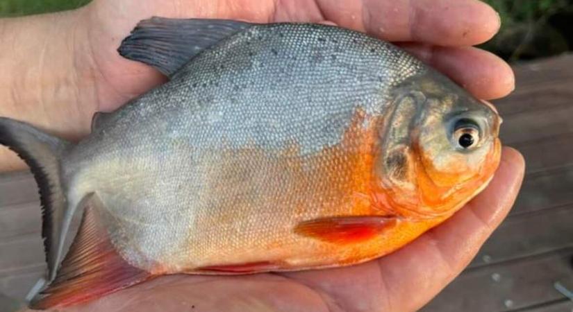Trópusi halat fogtak a Holt-Tiszában