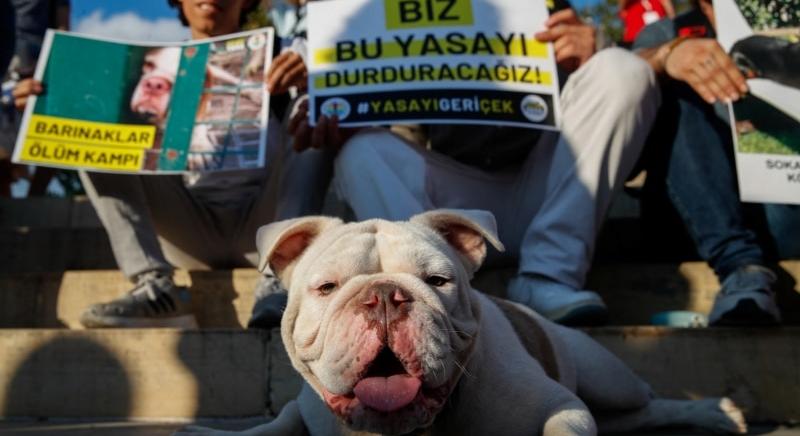 Törökországban eltávolítják a kóbor kutyákat az utcáról; az ellenzék mészárlásról beszél