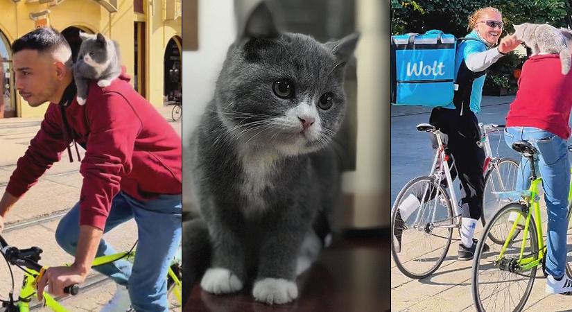 Egy város aggódott érte, szerencsésen hazatalált Zeusz, a biciklis cica!