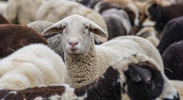 20 százalékkal nőtt a bárány termelői ára