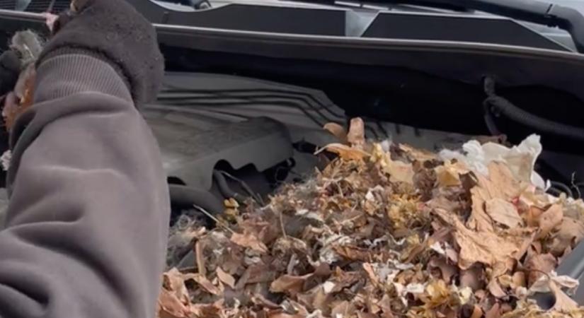 Nem indult az autó: amikor a sofőr benézett a motorháztető alá, összeszorult a szíve - Videó