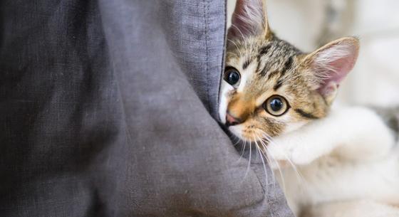 A macskák ürülékében lévő parazita segítheti az Alzheimer-kór gyógyítását