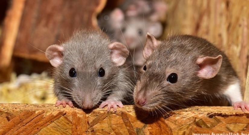 Csuklyás patkány: üldözöttből házikedvenc