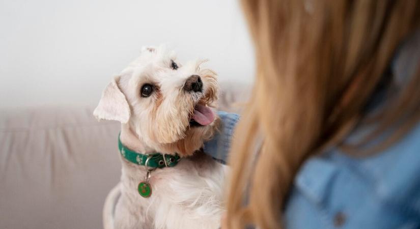 Képesek meghallani a kutyák a szívverésünket?