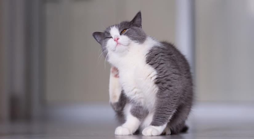 Egy benti macska sosem bolhás? Tévedés: ilyen könnyen bejutnak az otthonodba az élősködők