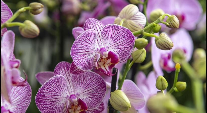 A kertész ismerősöm megsúgta a titkot: így ápold az orchideákat, hogy minél több virágot hozzon