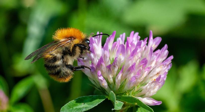 Gyomnövényként tekintünk rá, pedig egy szuper gyógynövény