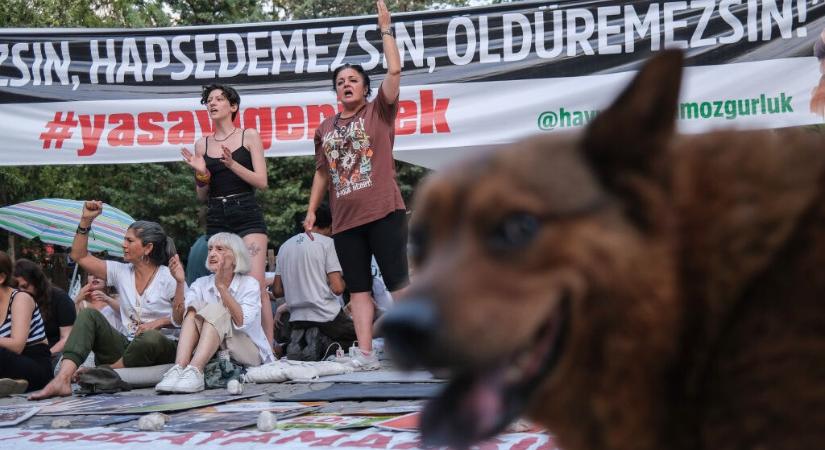 Durva törvényt hoztak a kóbor kutyák miatt Törökországban