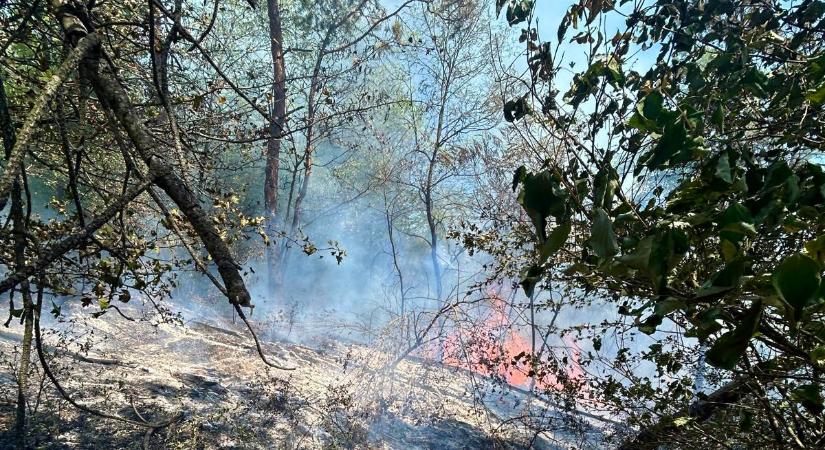 Erdőtűz a Maros megyei Nagyikland térségében