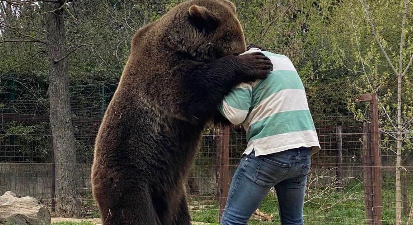 Jajgatnak az állatvédők, Románia félezer medvét lövet ki idén