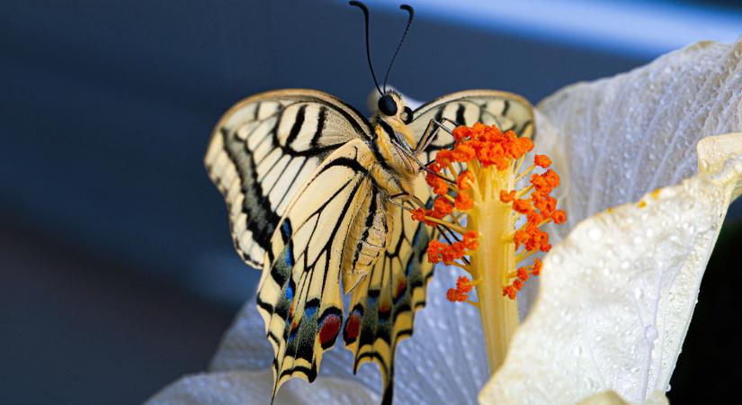 Hatalmas pillangó jelent meg a magyar kertekben: tízezres bírság járhat érte, ha elpusztítod
