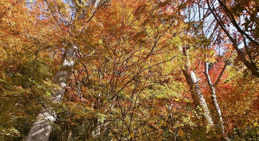 Midwood: a frissen felfedezett, teljesen újfajta fa lehet klímaváltozás mérséklésének a kulcsa