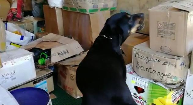 Keresőmunkára kiképezhető kutyákat vásárol a NAV
