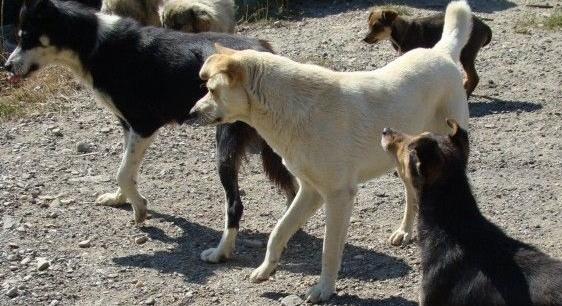 Nálunk is lesz REX! – Keresőmunkára kiképezhető kutyákat vásárol a NAV